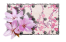 Coloring Sakura.png
